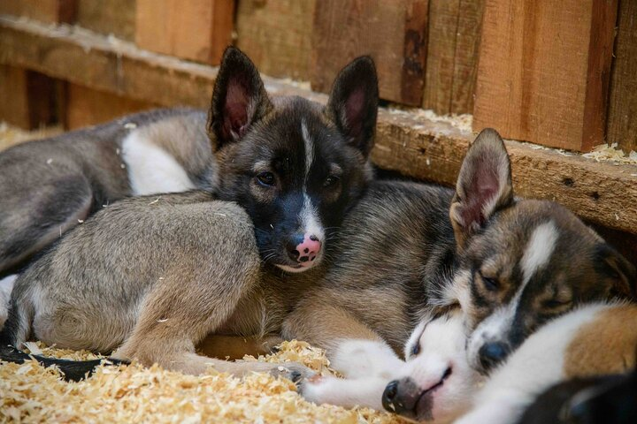 Musher's Camp and S'more Roasting Experience - Photo 1 of 12